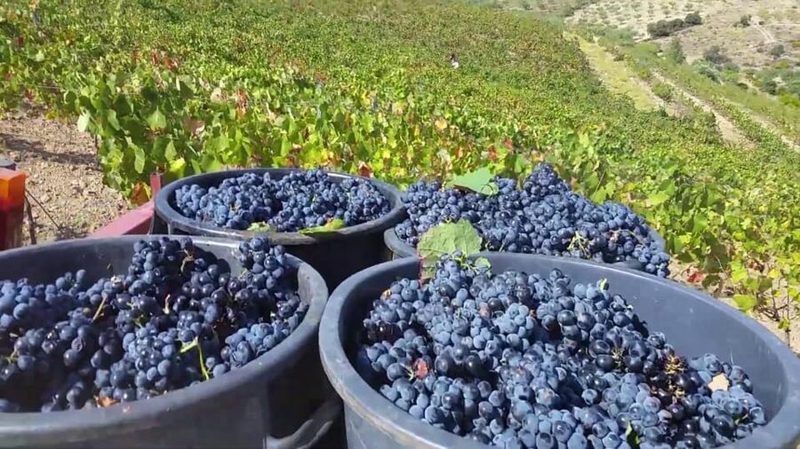 Porto: Douro Valley Tour with 2 Wineries, Lunch and Cruise - Who should book this tour?