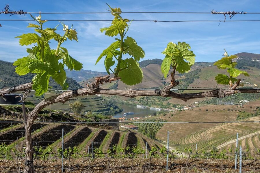 Porto: Douro Valley Wine Tour with a Sommelier & Boat Trip - What the $127 price includes