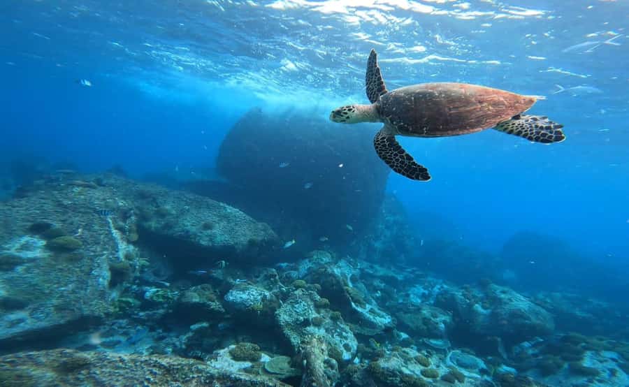 Praslin: Curieuse & St-Pierre Boat Adventure with Snorkeling - Who should book this Praslin excursion?