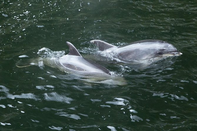 Premium Milford Sound Small Group Tour & Cruise from Queenstown - The Darran Mountains and Homer Tunnel
