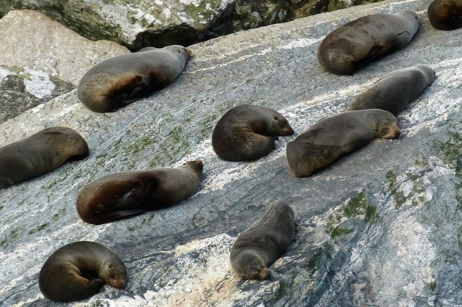 Premium Milford Sound Small Group Tour & Cruise from Queenstown - Comfort, group size, and the winding road