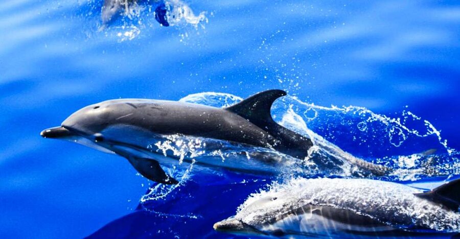 Puerto del Carmen: Dolphin-Watching Speedboat Tour with Swim - Key things to know before booking