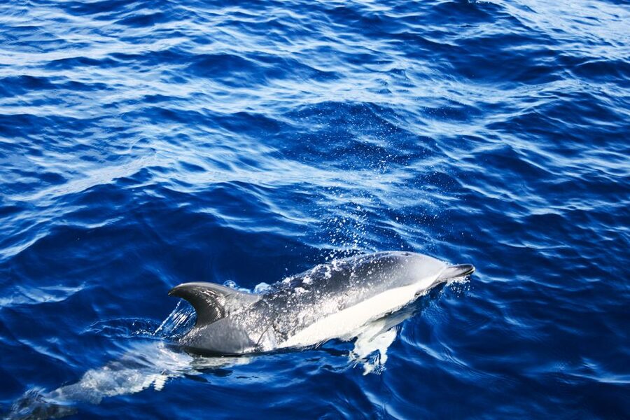 Puerto del Carmen: Dolphin-Watching Speedboat Tour with Swim - Should you book it?