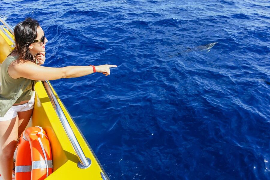Puerto del Carmen: Dolphin-Watching Speedboat Tour with Swim - What the crew does well
