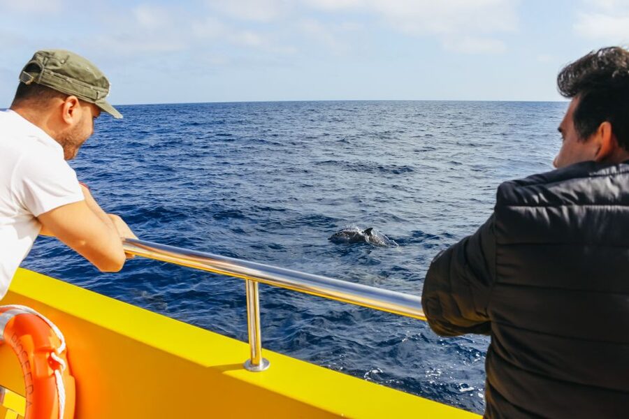 Puerto del Carmen: Dolphin-Watching Speedboat Tour with Swim - Weather, comfort, and practical packing