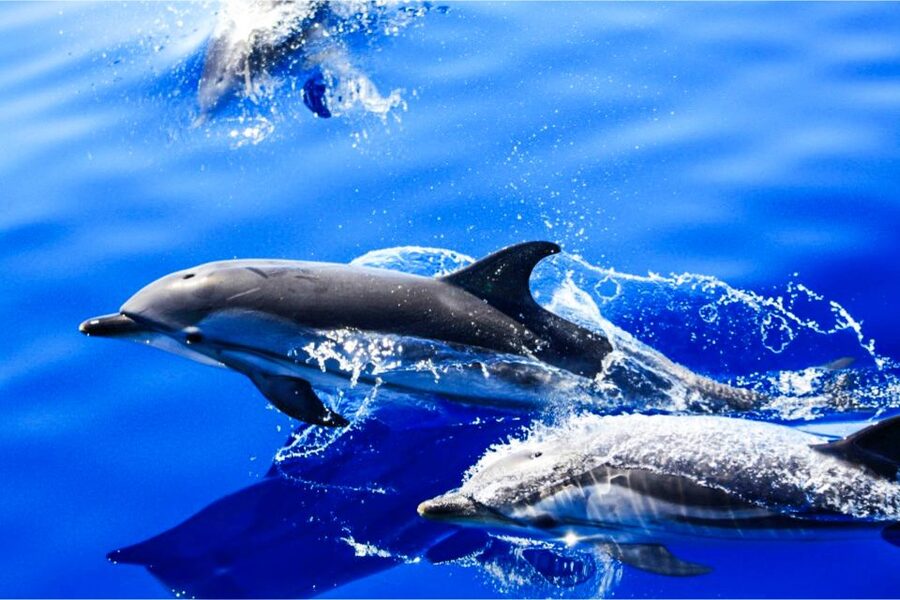 Puerto del Carmen: Dolphin-Watching Speedboat Tour with Swim - A fast run along Lanzarote’s southeast coast