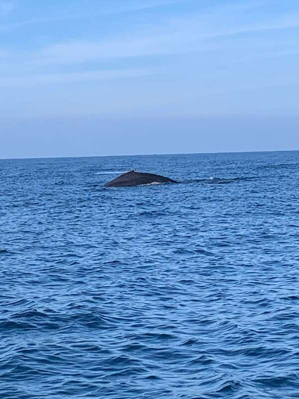 Puerto Escondido: Boat Tour to see Dolphins and Marine Life - How to prepare for the best outing