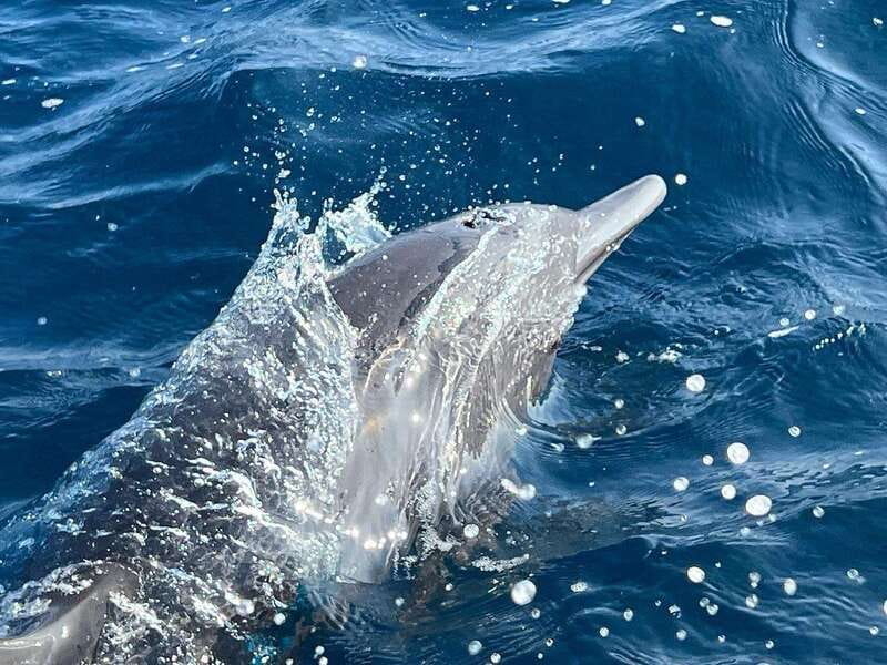 Puerto Escondido: Boat Tour to see Dolphins and Marine Life - Why this Puerto Escondido boat trip is worth considering