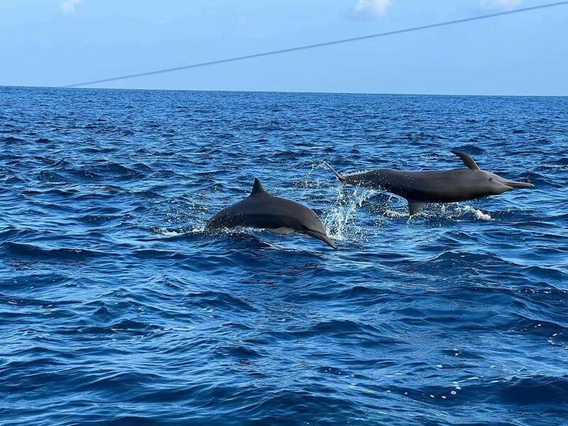 Puerto Escondido: Boat Tour to see Dolphins and Marine Life - What swimming with dolphins is really like