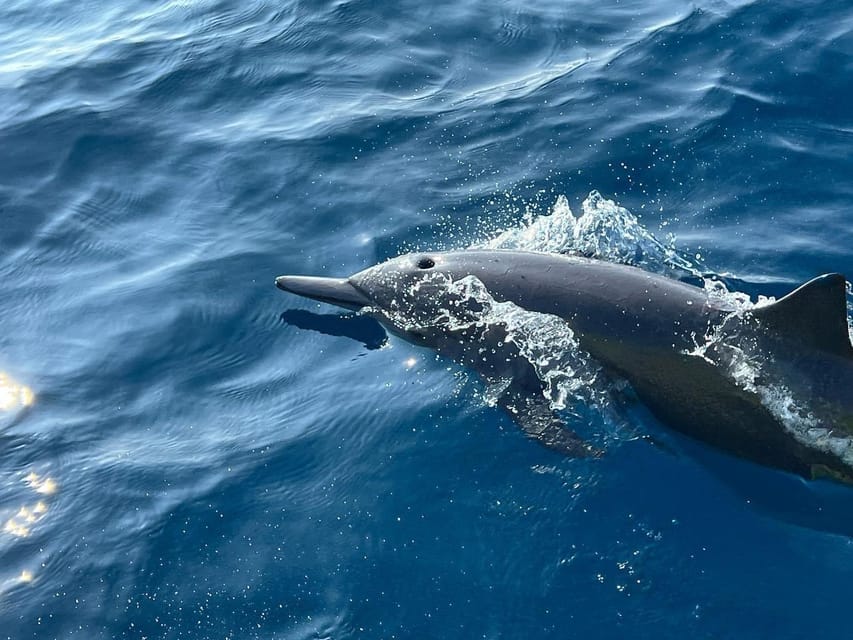Puerto Escondido: Boat Tour to see Dolphins and Marine Life - The final snorkeling stop near shore
