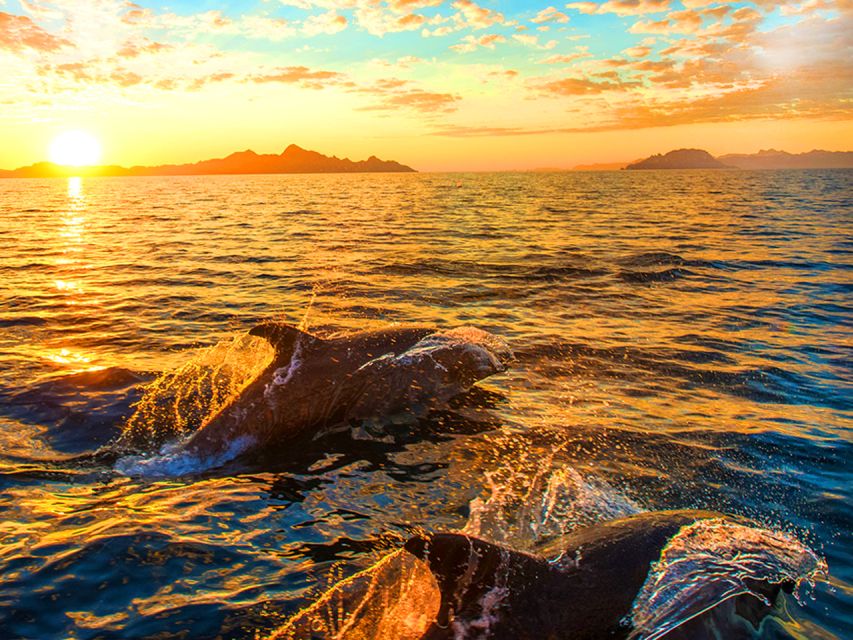 Pula: Brijuni Islands Dolphin Watching & Wildlife Cruise - Quick take: what makes this cruise worth considering