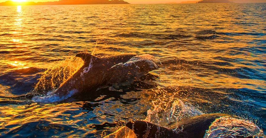 Pula: Brijuni Islands Dolphin Watching & Wildlife Cruise - Leaving Pula for Brijuni National Park