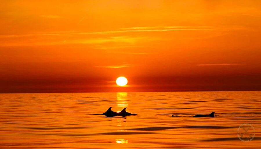 Pula: Brijuni Islands Dolphin Watching & Wildlife Cruise - Brijuni’s coastal setting and guide commentary