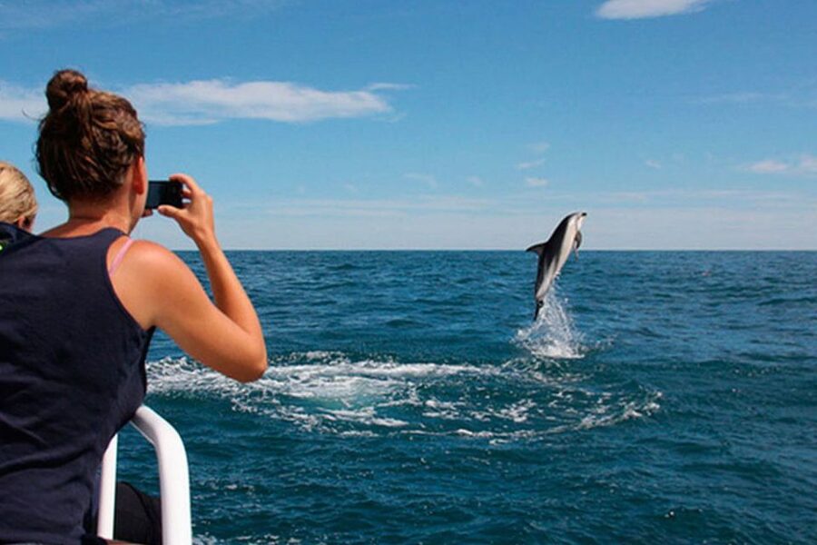 Pula: Brijuni Islands Dolphin Watching & Wildlife Cruise - How the dolphin search works