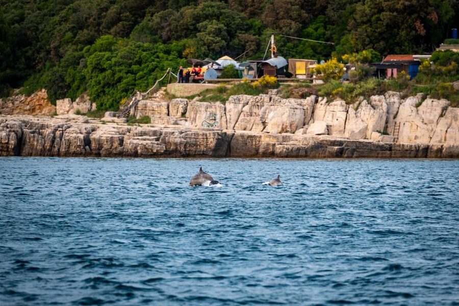 Pula: Brijuni National Park Sunset, Dolphins & Dinner Cruise - Key things to know before sailing