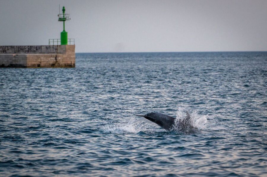 Pula: Brijuni National Park Sunset, Dolphins & Dinner Cruise - Searching for dolphins around Brijuni’s 14 islands