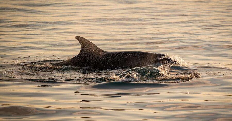 Pula: Brijuni National Park Sunset, Dolphins & Dinner Cruise - Dinner choices from the onboard galley