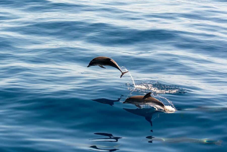 Pula: Dolphin&Sunset Cruise in Brijuni with Dinner&Drinks - Key points at a glance