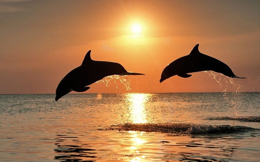 Pula: Dolphin&Sunset Cruise in Brijuni with Dinner&Drinks - Meeting Europa at Pula’s harbor