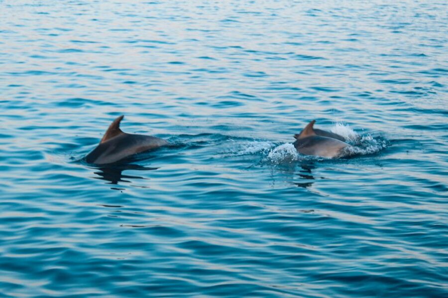 Pula: Dolphin&Sunset Cruise in Brijuni with Dinner&Drinks - Returning to Pula and the Lighting Giants