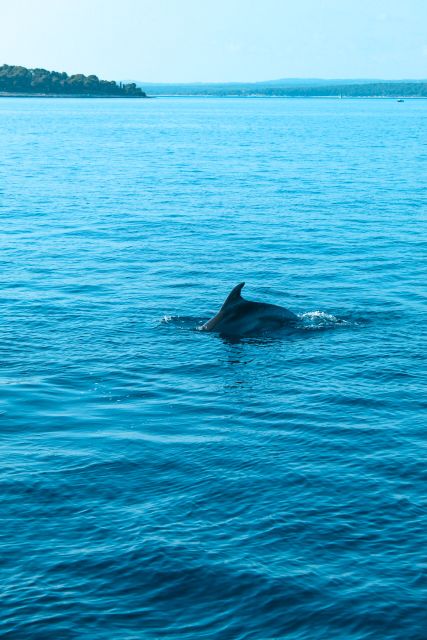 Pula: Dolphin&Sunset Cruise in Brijuni with Dinner&Drinks - Cruising toward Brijuni National Park