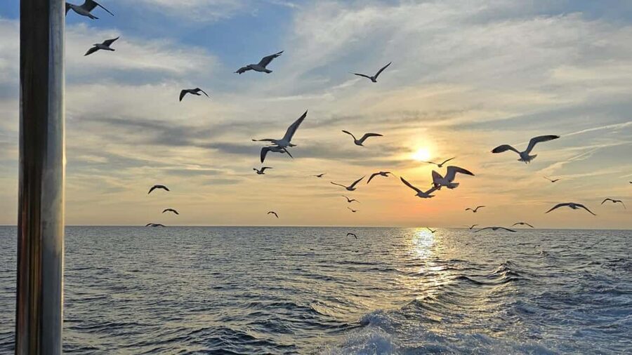 Pula: Dolphin Sunset Cruise to Brijuni with Dinner & Drinks - Is $58 a fair price?