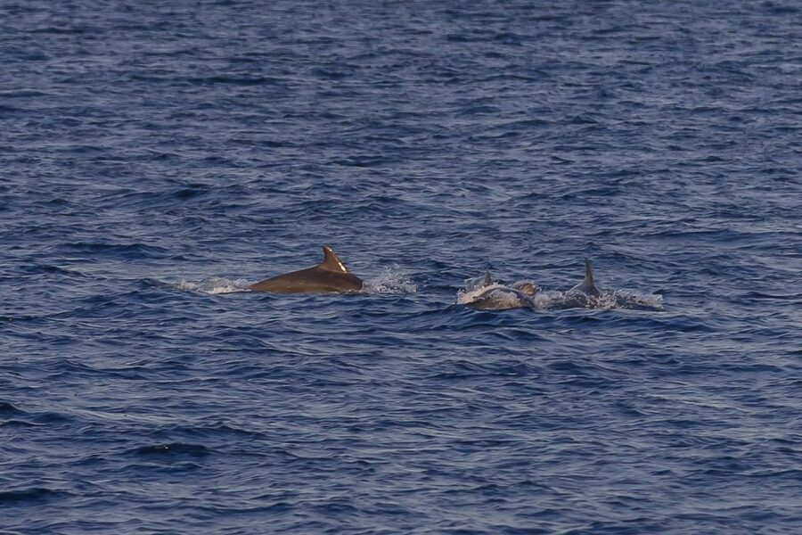 Pula: Dolphin Watching Sunset Cruise with Dinner & Drinks - Quick take: what makes this cruise worthwhile