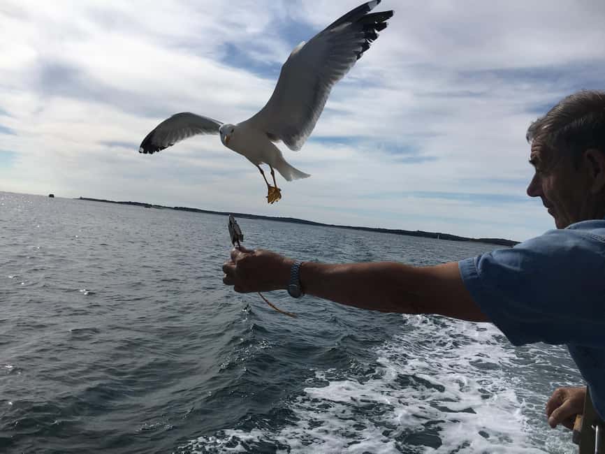 Pula: Dolphin Watching Sunset Cruise with Dinner & Drinks - Final call: should you book it?