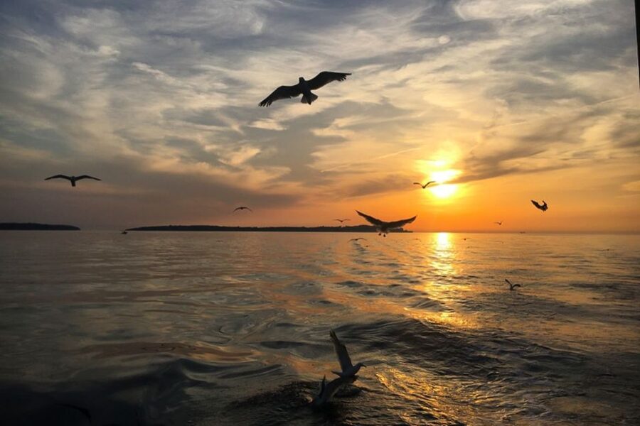 Pula: Dolphin Watching Sunset Cruise with Dinner & Drinks - The sunset return and Pula’s Lighting Giants