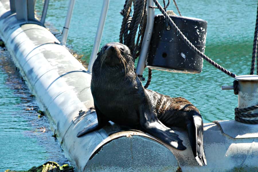 Queen Charlotte Sound Mail Boat Cruise from Picton - Check in at Picton, then watch the route unfold