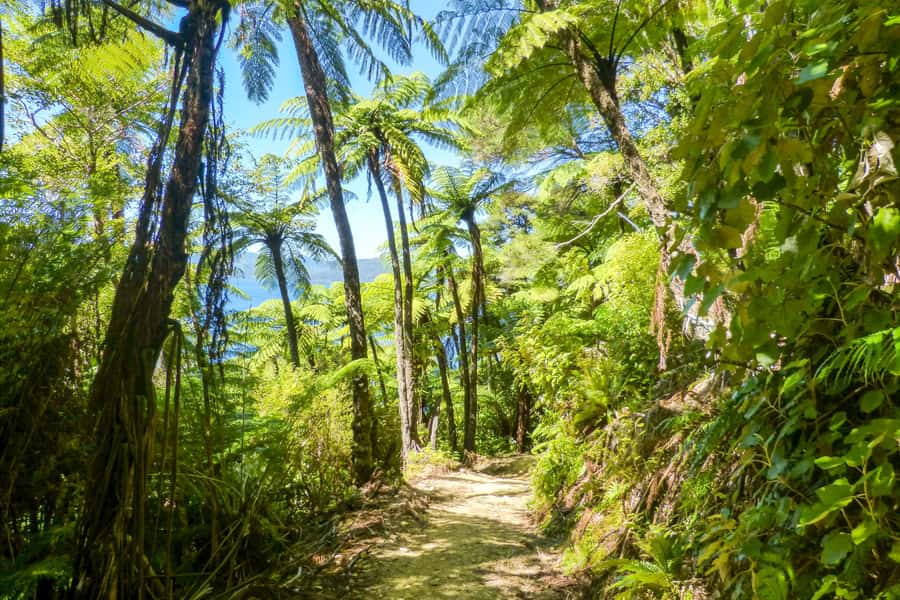 Queen Charlotte Track: Cruise & Self-Guided Hike from Picton - Who should choose each route?