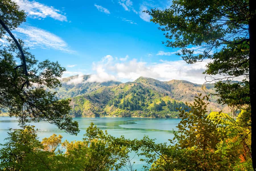 Queen Charlotte Track: Cruise & Self-Guided Hike from Picton - Ship Cove and the Captain Cook connection