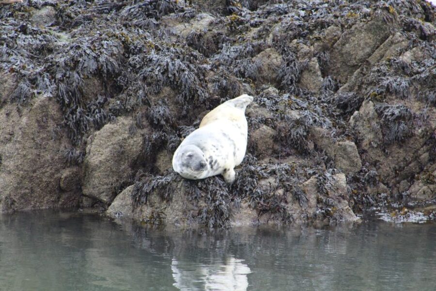 Queensferry: Maid of the Forth 1.5-Hour Sightseeing Cruise - What the $24 price gets you