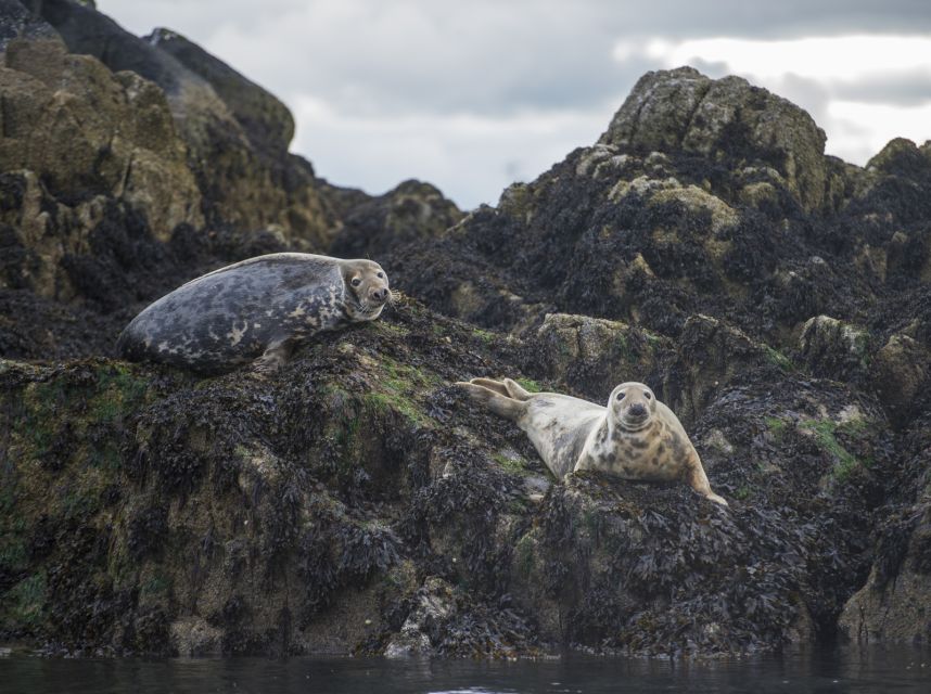 Queensferry: Sightseeing Cruise to Inchcolm Island - FAQ