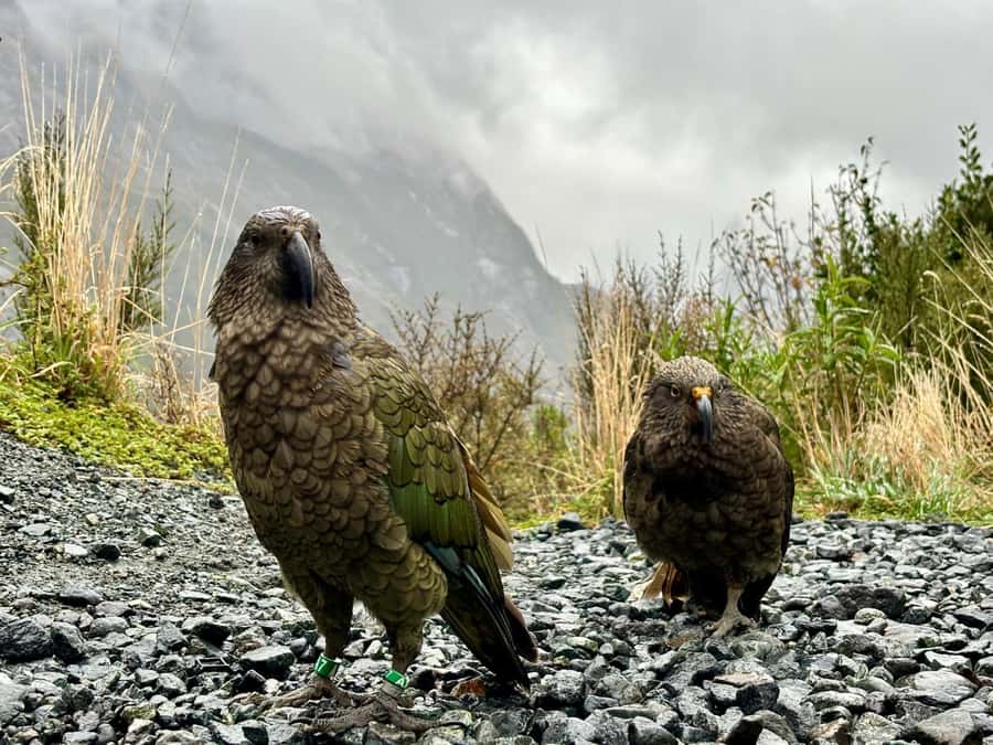 Queenstown: Milford Sound Small-Group Tour w Cruise & Lunch - The Milford Sound Cruise Brings You Close to the Water