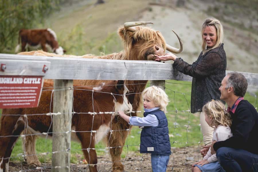 Queenstown: Queenstown Lake Cruise and Walter Peak Farm Tour - Key points before you book