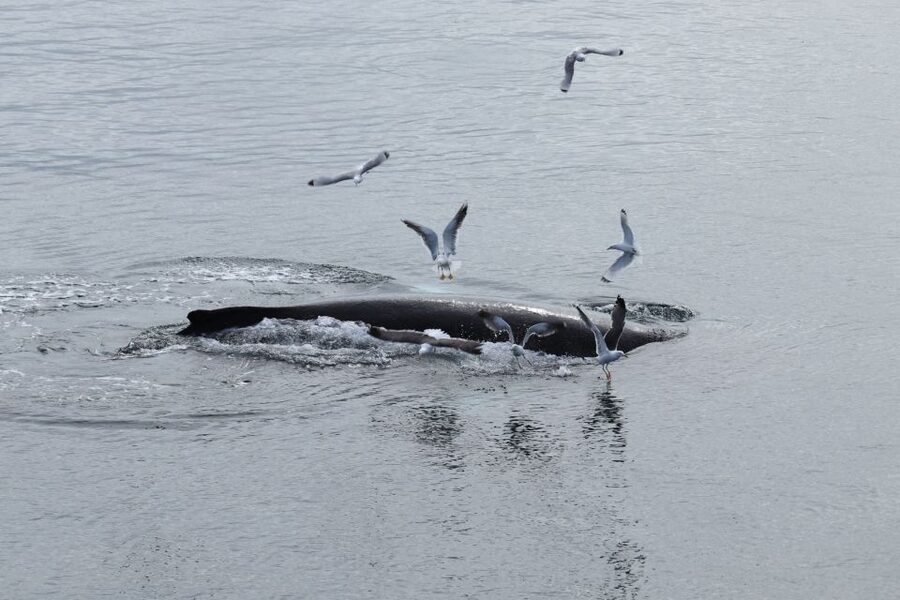 Reykjavik: Best Value Whale Watching Boat Tour - Key points to know before sailing