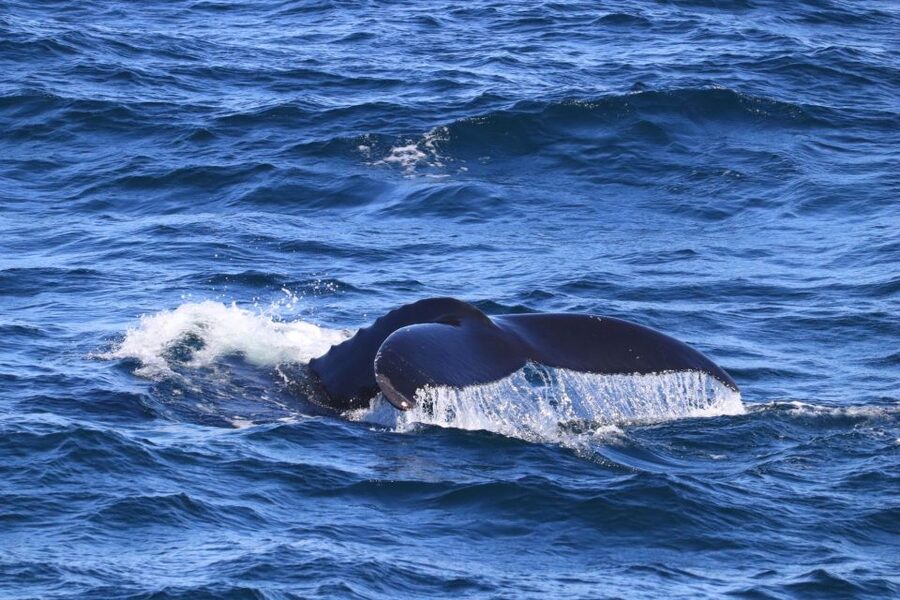 Reykjavik: Best Value Whale Watching Boat Tour - Booking, cancellation, and shared boats