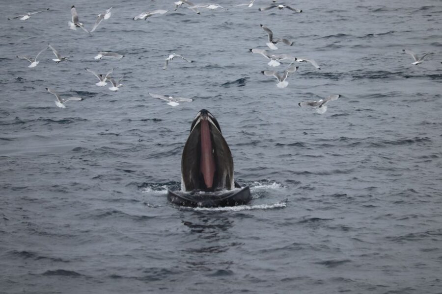Reykjavik: Best Value Whale Watching Boat Tour - Starting at Geirsgata 11 in Reykjavik