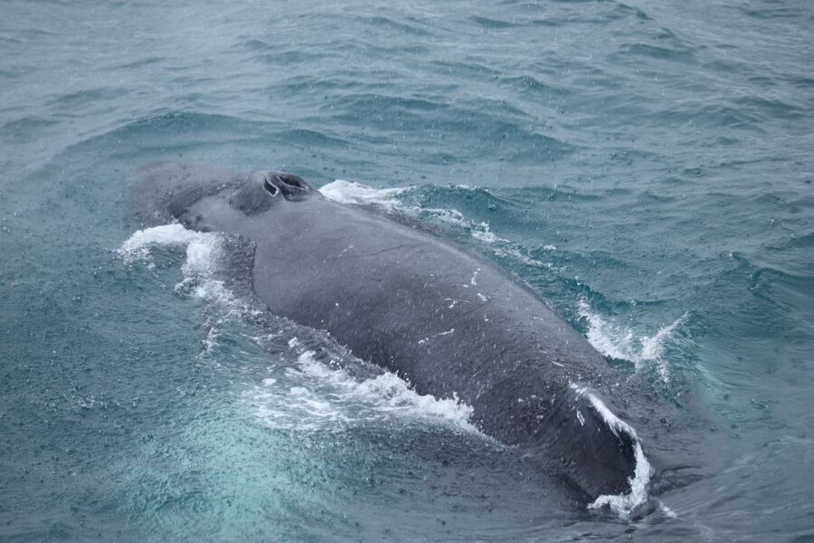 Reykjavik: Best Value Whale Watching Boat Tour - How the whale search actually works