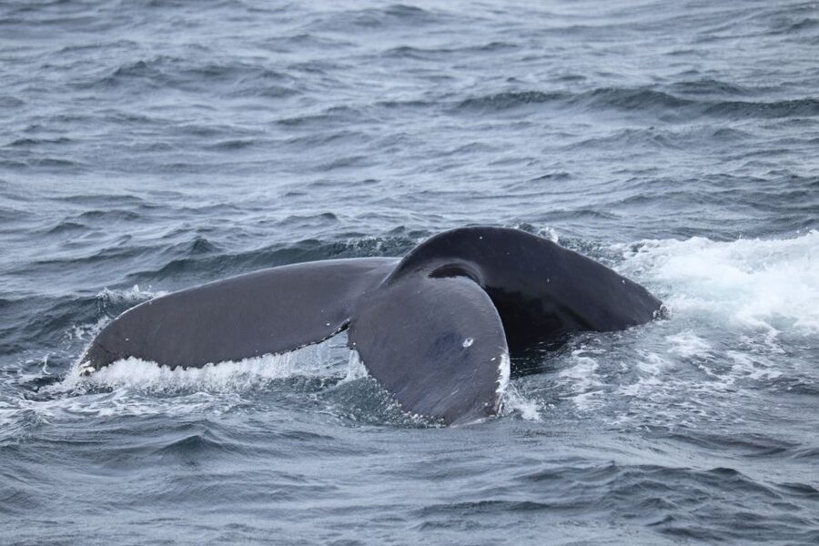 Reykjavik: Best Value Whale Watching Boat Tour - The species you might see in the bay