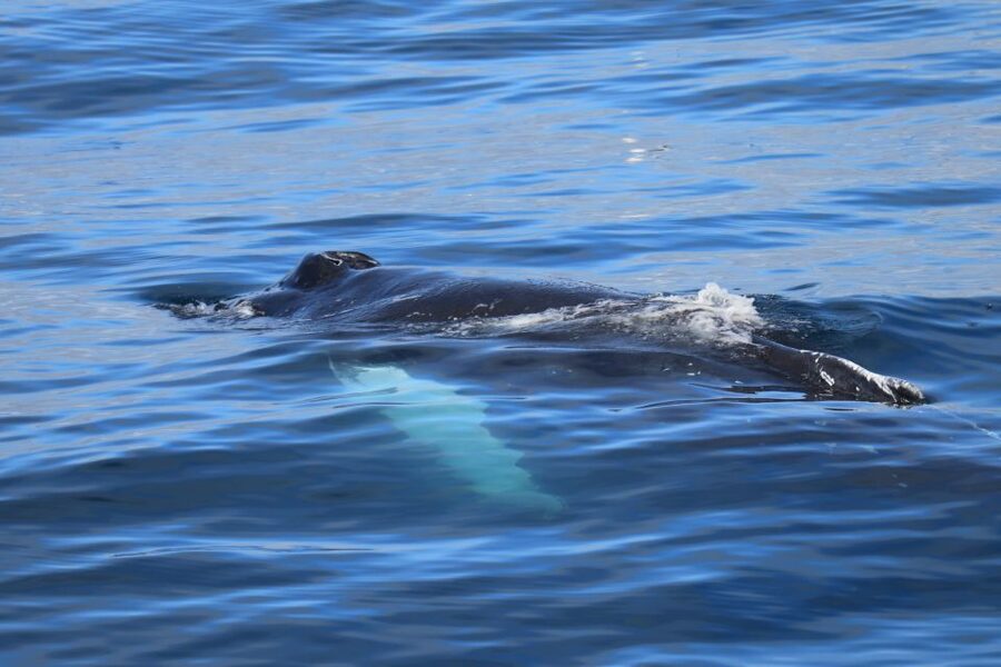 Reykjavik: Best Value Whale Watching Boat Tour - What happens when sightings are scarce