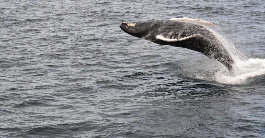 Reykjavik: Best Value Whale Watching Boat Tour - Warm overalls, cabins, and rough-weather comfort