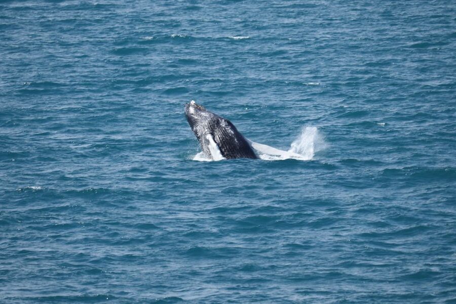 Reykjavik: Best Value Whale Watching Boat Tour - Is $103 a fair price?