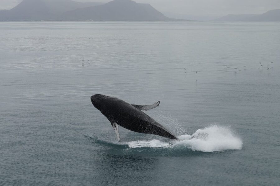 Reykjavik: Best Value Whale Watching Boat Tour - Who will enjoy this Reykjavik boat trip?