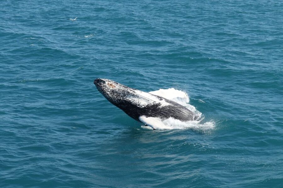 Reykjavik: Best Value Whale Watching Boat Tour - Sailing into Faxaflói Bay