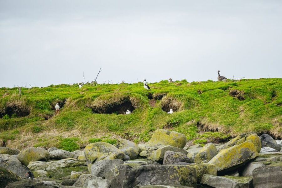 Reykjavik: Puffin Watching Boat Tour - Key points to know before sailing