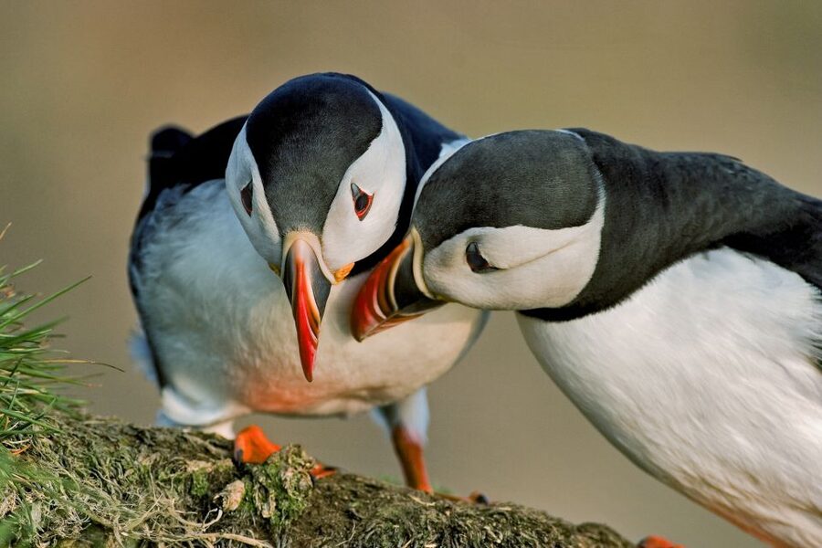 Reykjavik: Puffin Watching Boat Tour - Watching puffins without leaving the boat