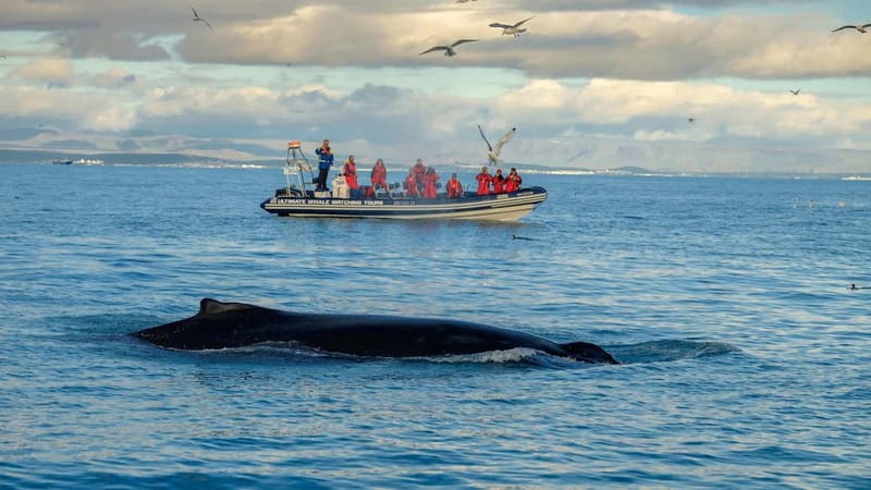 Reykjavik: Whale and Puffin Watching RIB Boat Tour - First stop: puffin islands near Reykjavik