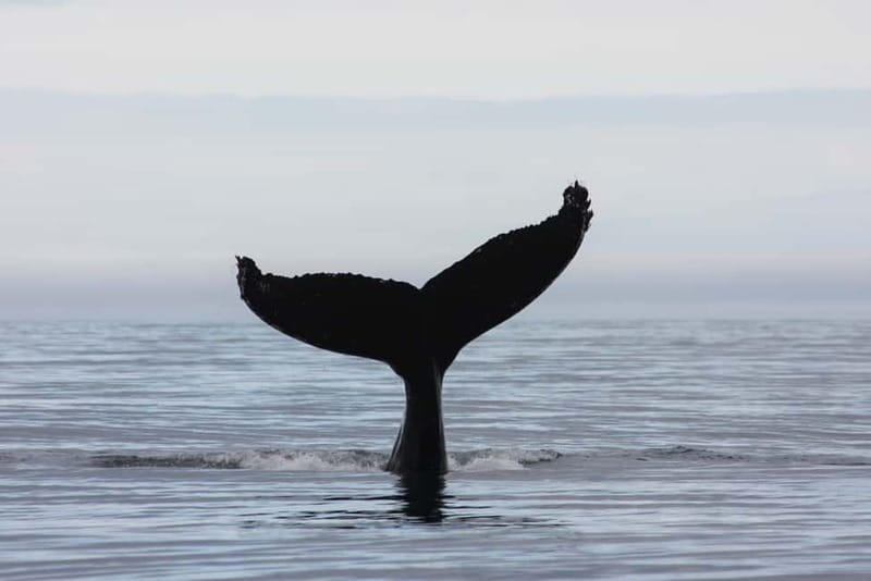 Reykjavik: Whale and Puffin Watching RIB Boat Tour - Searching for whales, dolphins, and porpoises